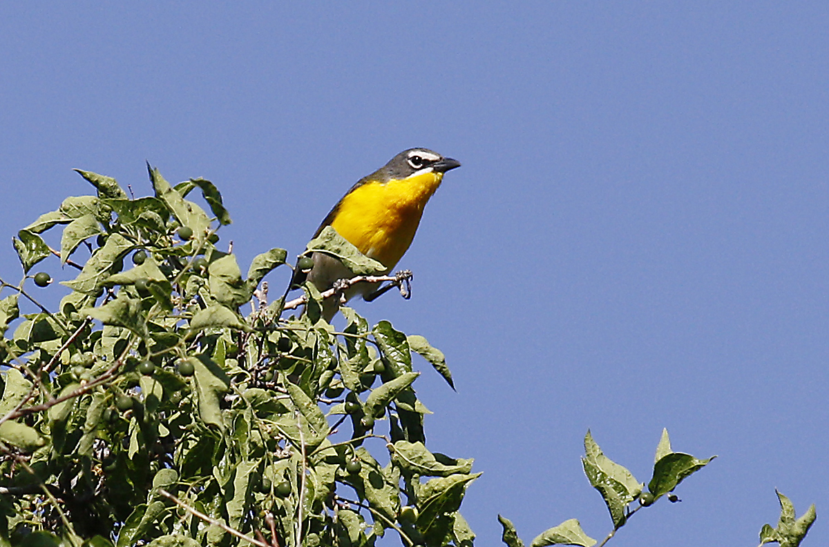 Yellow breasted Chat